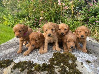 Cockapoo puppies, male and female litter.