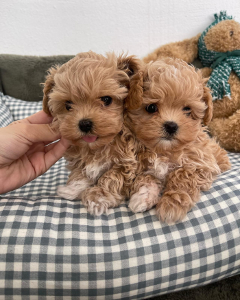 Niesamowite szczenięta Maltipoo gotowe do odbioru.