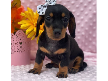 Lovely Teckle puppies