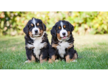 Bernese Mountain Puppies registered,