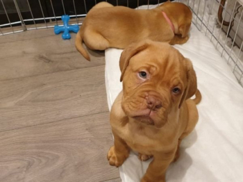 Beautiful Dogue de Bordeaux puppies,