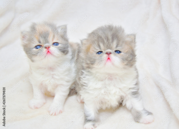 Dostępne 12-tygodniowe kocięta perskie