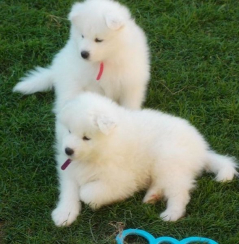 Super cute Samoyed puppies