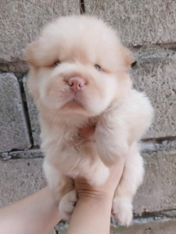 Chow Chow puppies