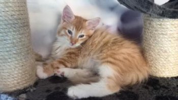 Kot leśny Kocięta w wieku 11 tygodni