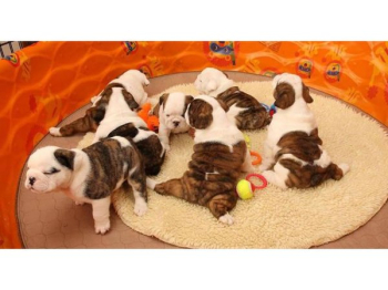 English bulldog for sale