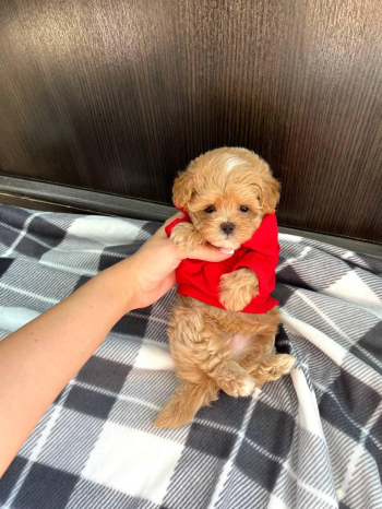 TOY POODLE PUPPIES