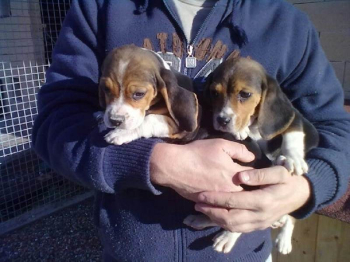 Beagle puppies socially domesticated