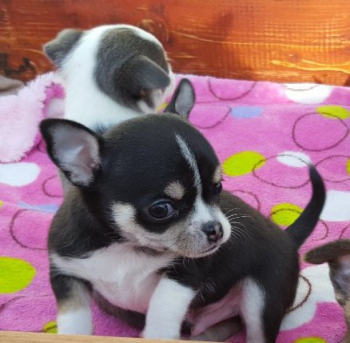 Chihuahua puppies are very loving