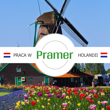 Pracownik przy zbiorze pieczarek - praca w Holandii