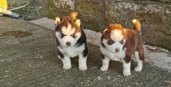 Adorable male and female Siberian Husky puppies for sale