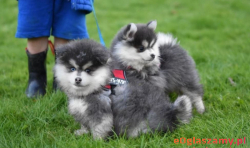  Pomsky Szczenięta 