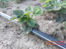 Kwalifikowane sadzonki truskawek