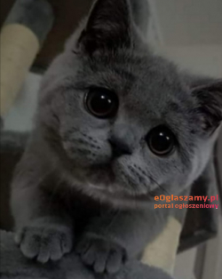 KOTY Brytyjskie rodowód FIFE FPL