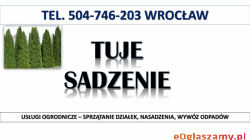 Tuje  sadzenie, cena,  tel. 504-746-203. Wrocław, Nasadzenie tui, pod żywopłot