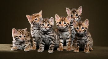 Bengal kittens
