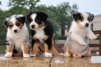 An Australian Shepherd puppy is looking for a permanent home