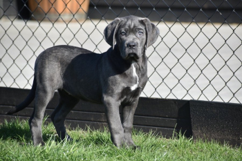 Cane Corso puppies in blue