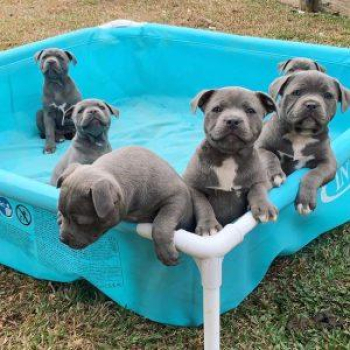 Blue Staffordshire Bull Terrier Puppies +31637256082