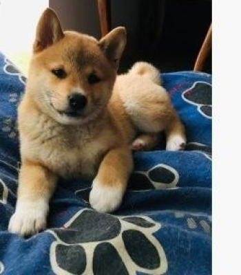 Szczenięta Shiba Inu