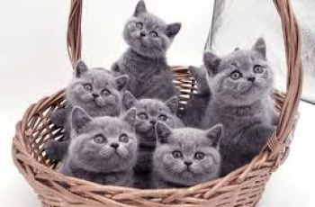 Blue British Shorthair Kittens Ready now +31637256082
