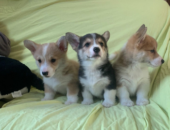 Szczenięta Pembroke Welsh Corgi