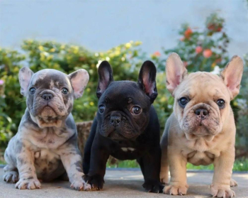 Super French Bulldog puppies for sale