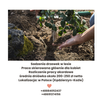 SADZENIE DRZEWEK
