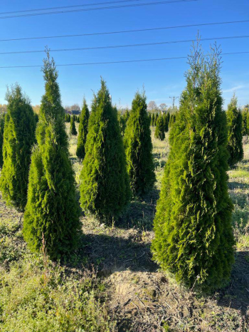 Sprzedam tuje szmaragd i brabant