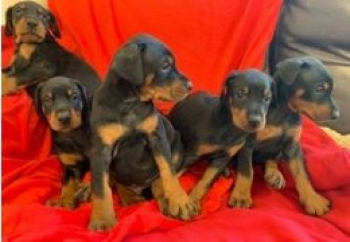 Kc Reg Doberman puppies for sale