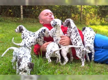 Dalmatian puppies