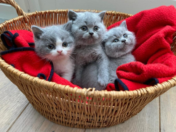 Sprzedam kocięta rasy brytyjskiej krótkowłosej