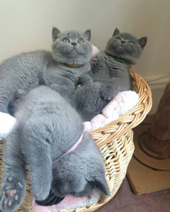 Schotse vouwen kociętaŚliczne kocięta brytyjskie krótkowłose