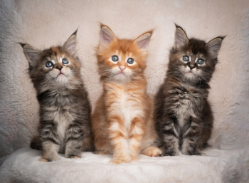 Mainecoon kittens