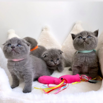 Dostępne kocięta rasy Scottish Fold