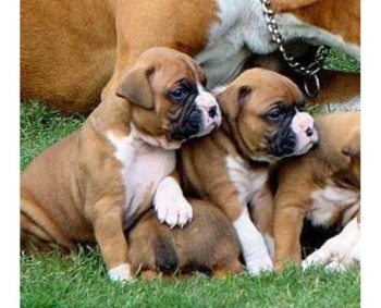 Boxer puppies available are ready