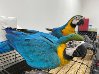 Wspaniała oswojona niebiesko-złota ara