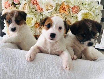 Jack Russell puppies