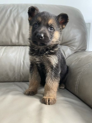 Szczenięta owczarka niemieckiego