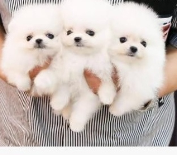 Purebred Pomeranian puppies