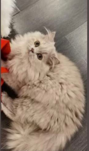 Specjalny perski długowłosy