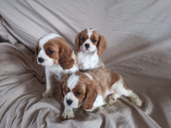 Dostępne dwa szczenięta Cavalier King Charles