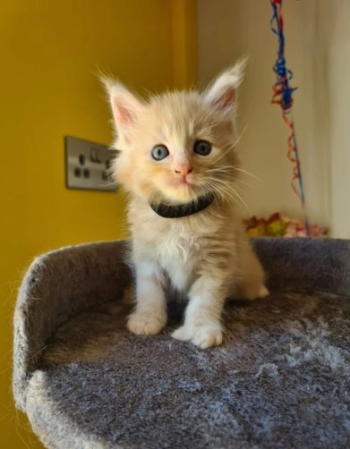 Maine Coon Kittens