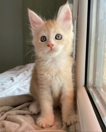 Maine coon kittens for adoption