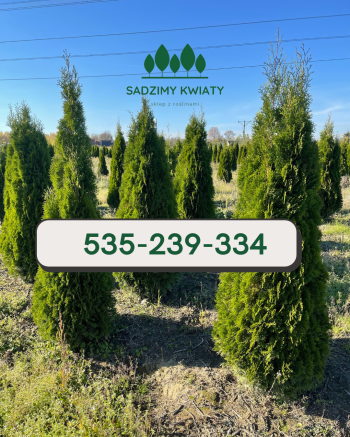 Sprzedam tuje szmaragd i brabant