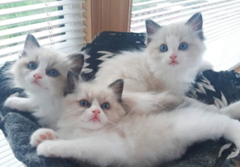 Ragdoll kittens 