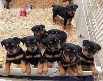 Rottweiler puppies with pedigree