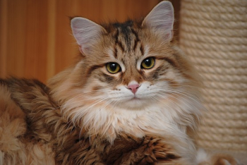 Hodowla Kotów Syberyjskich & Neva Masquerade Nowa Era*PL