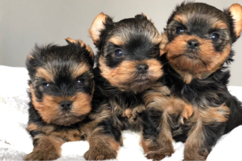 Yorkshire Terrier puppies for sale