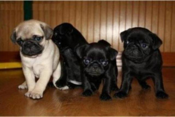 Beautiful 12 week old pug puppies